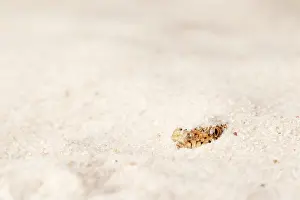 East Prints: Kenyan Sand Boa Hiding in Sand