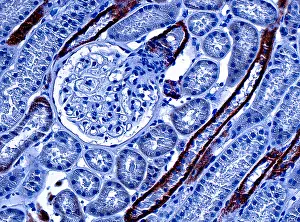 Micrograph Prints: Kidney Cortex, light micrograph