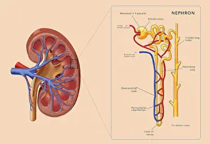 Cross Prints: Kidney and Nephron, Illustration