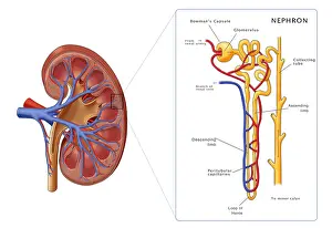 Cross Prints: Kidney and Nephron, Illustration