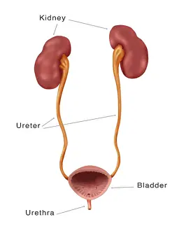 System Prints: Kidneys, Ureter & Urinary Bladder, Labeled Medical Illustration