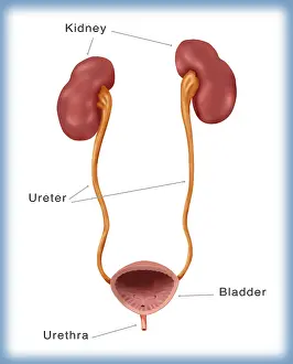 Urinary Prints: Kidneys, Ureter & Urinary Bladder, Illustration