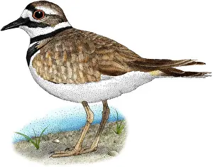 Shorebird Prints: Killdeer