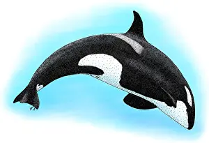 Killer Prints: Killer Whale