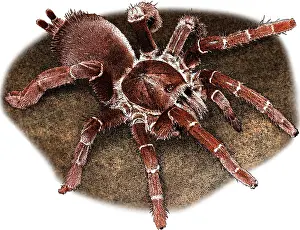 King Prints: King Baboon Spider, P. muticus, Illustration