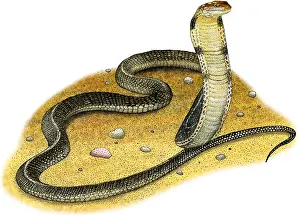 King Prints: King Cobra