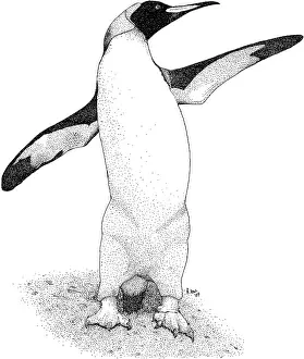 Flightless Prints: King Penguin