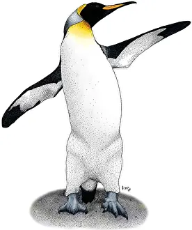 Flightless Prints: KIng Penguin