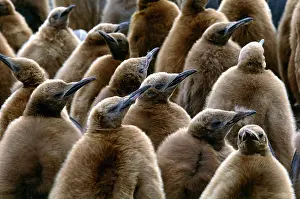 2004 Prints: King Penguin Chicks