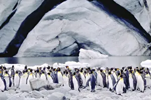 Horizontal Prints: King Penguins