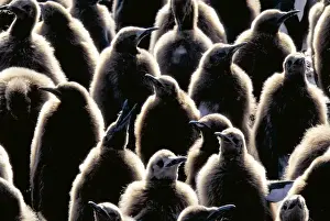 Horizontal Prints: King Penguins (Aptenodytes patagonicus)