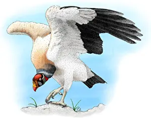 King Prints: King Vulture