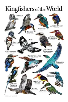 Poster Prints: Kingfishers of the World