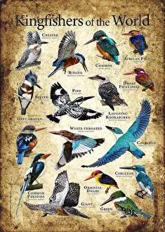 Poster Prints: Kingfishers of the World