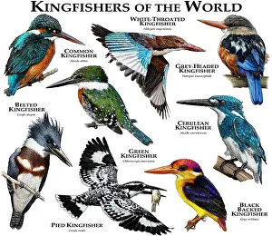 Poster Prints: Kingfishers of the World