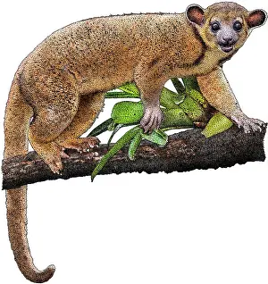 Nocturnal Prints: Kinkajou, Potos flavus, Illustration