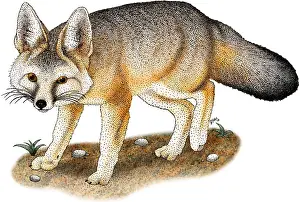 Foxes Prints: Kit Fox