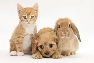 Specie Prints: Kitten, Cavapoo Puppy And Rabbit Friends