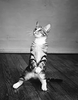 Kittens Prints: Kitten sitting up