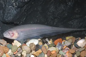 Charge Prints: Knife Fish or Electric Fish