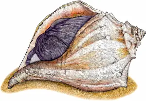 Molluscks Prints: Knobbed whelk