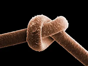 Human Prints: Knot in Human Hair, under a microscope (SEM)
