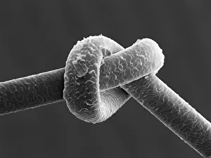 Sems Prints: Knot in Human Hair, under a microscope (SEM)