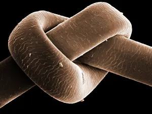 Sems Prints: Knot in Human Hair, under a microscope (SEM)