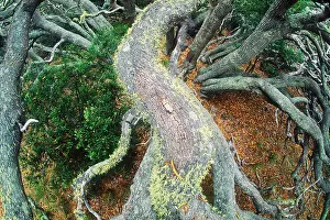 Pattern Prints: Koa forest