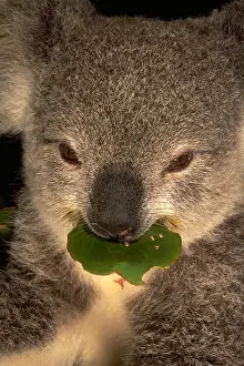 Leaf Prints: Koala eating eucalyptus