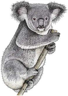 Australia Prints: Koala