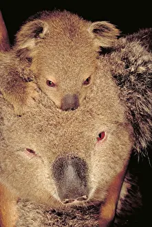 Face Prints: Koala