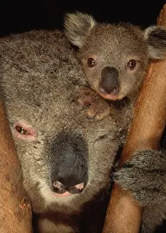 Face Prints: Koala with Young