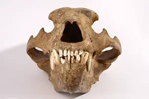 World Cultures Prints: Kodiak Bear Skull