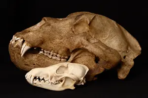 World Cultures Prints: Kodiak Bear Skull with Coyote Skull