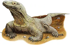 Predator Prints: Komodo Dragon