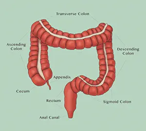 Trending: Labeled Anatomical Medical Illustration of the Large Intestine