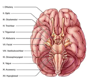 System Prints: Labeled Diagram of the Cranial Nerves, Brain, Medical Illustration