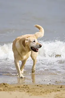 Waters Prints: Labrador Dog Playing on Beach