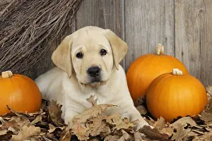 Leaf Prints: Labrador Puppy with Pumpkins