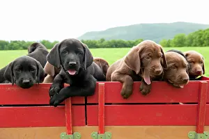 Science Source Collection Prints: Labrador retriever puppies in a wagon
