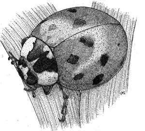 Form Prints: Ladybug Beetle