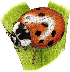 Best Sellers Part II Prints: Ladybug Beetle
