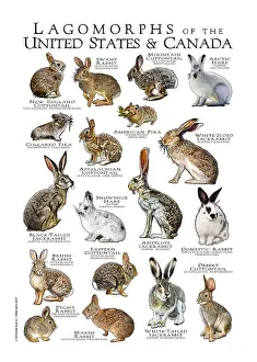 Hare Prints: Lagomorphs of the US and Canada