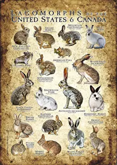 Hare Prints: Lagomorphs of the US and Canada