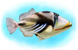 Aculeatus Prints: Lagoon Triggerfish