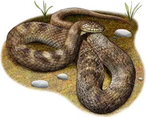 Colubridae Prints: Lake Erie Water Snake