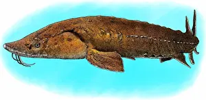 Lake Prints: Lake Sturgeon