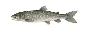 Salmonidae Prints: Lake Trout