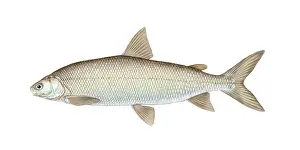 Freshwater Prints: Lake Whitefish